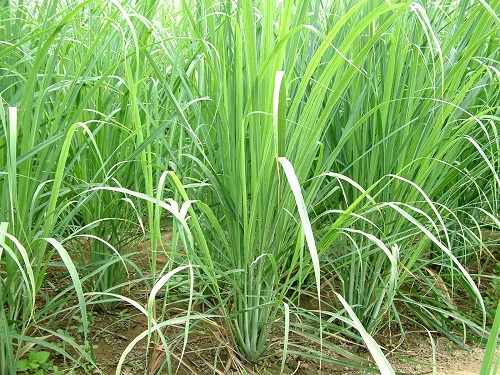 Cỏ vetiver xử lý nước thải