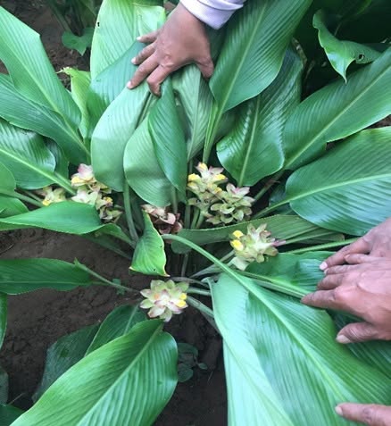 Thương mại hóa sản phẩm thực phẩm bảo vệ sức khỏe chứa cao chiết cây Ngải trắng