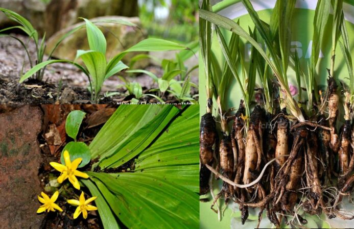 Hoàn thiện quy trình sản xuất viên nén chứa cao chiết cây sâm cau (YDU106)