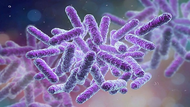 Chế phẩm vi sinh bacillus sp dùng trong nuôi trồng thủy sản (THS049)