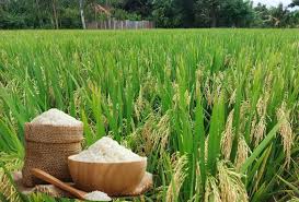 Dòng lúa chuyển gene có hàm lượng gamma oryzanol cao