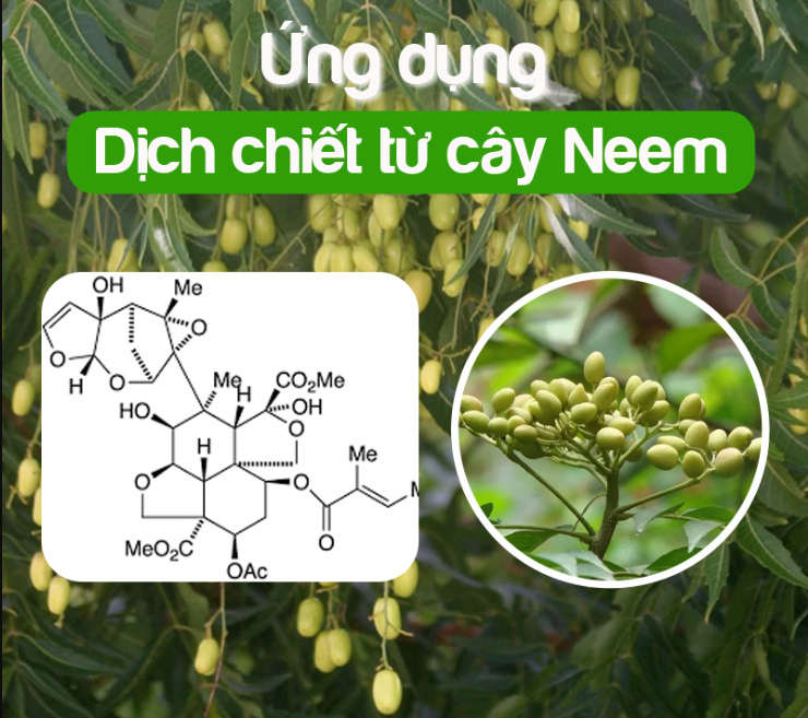 Chế phẩm sinh học thảo mộc VL2 từ neem và cây thuốc cá ứng dụng phòng trừ nấm bệnh và côn trùng (TTR058)