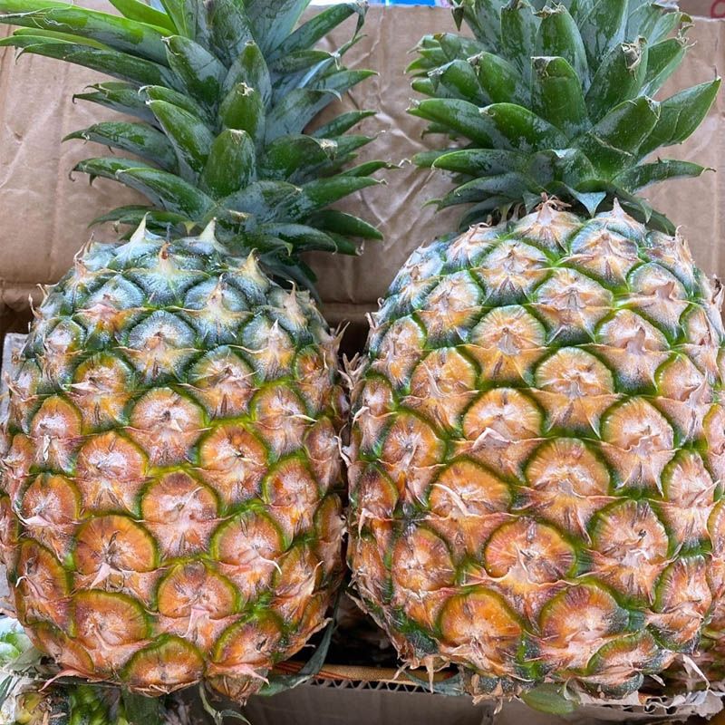 Quy trình nhân giống cây dứa MD2 (Ananas comosus (L.) MERR.) trong hệ thống nuôi cấy ngập chìm tạm thời tạo cây con hoàn chỉnh (TTR064)