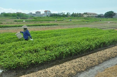 Hải Phòng: Giới thiệu kỹ thuật sản xuất rau vòm che thấp và sản xuất rau an toàn trong vòm che thấp