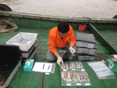 Hải Phòng: Mô hình ứng dụng công nghệ xử lý bảo quản mực ống