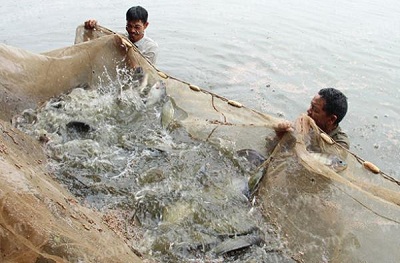 Hải Phòng: Triển khai mô hình nuôi cá rô phi theo VietGAP