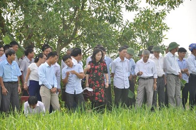 Xã Đại Thắng đón nhận nhãn hiệu chứng nhận gạo nếp cái hoa vàng