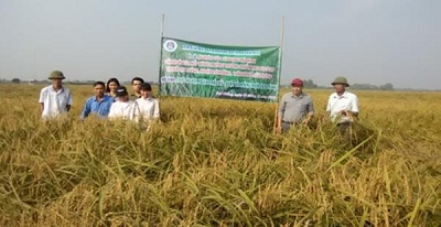 Xây dựng mô hình sản xuất lúa nếp cái hoa vàng thương phẩm theo tiêu chuẩn VietGAP tại Hải Phòng